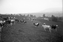 vaches-pittet-1901-1