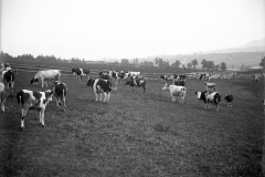 vaches-pittet-1901-2