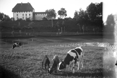 vaches-pittet-chateau-vaulruz